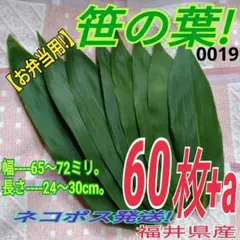 笹の葉 極小size 60枚（0019）自生物　ネコポス発送　福井県産