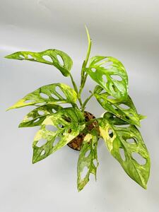 「24」Monstera Adansonii Aurea Variegata マドカズラ　斑入り　モンステラ アダンソニー　オーレア　バリエガータ