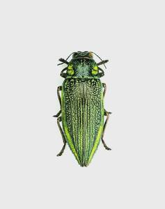 【日本の甲虫標本】沖縄本島産　アオムネスジタマムシ1頭　【約25ミリ】