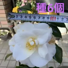 椿　白羽衣の種　6個