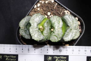 Haworthia truncata / 玉扇　歌麿　ハオルチア