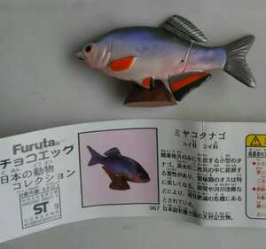 ミヤコタナゴ チョコエッグ 日本の動物コレクション シリーズ3 海洋堂 カプセルなし
