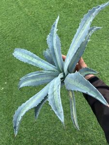 Agave americana v.expansa mediopicta pallida アガベ　エクスパンサ　パリーダ　レモンライム　