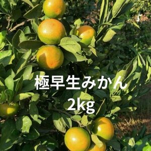 和歌山県産　有田みかん　極早生みかん　2kg