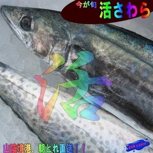 3本、朝どれ直送!!「活サワラ2kg位」お刺身用、超高級鮮魚　よく脂のってます!! 山陰境港産