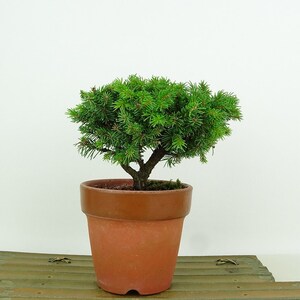 盆栽 松 蝦夷松 樹高 約9cm えぞまつ Picea jezoensis エゾマツ マツ科 常緑針葉樹 観賞用 小品 現品