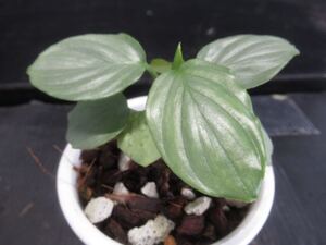 ＫＮ　ホマロメナ(セントンイモ属）　ｓｐ．　‘シルバーグリーン‘（HOMALOMENA sp. `SILVER GREEN` banten west java）　　　0.8Ｍ以下