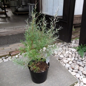 現物出品【シルバーティーツリー＊Leptospermum brachyandru】６号