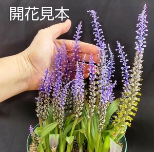 ◆種子15粒◆ ラケナリア ムタビリス【lachenalia mutabilis】/検索用→ケープバルブ