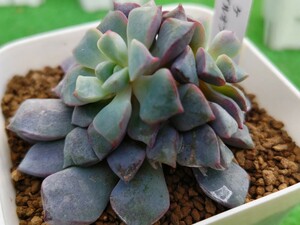 多肉植物 エケベリア パープルオブコリンボサ　w-4㌢