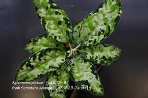 【イベント告知！】AZ便！ Aglaonema pictum 