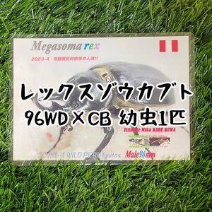 [ハーフワイルド]レックスゾウカブト三令幼虫1匹（雌雄選択可）（旧アクティオンゾウカブト、アクテオンゾウカブト）管理番号23-50