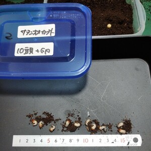 サタンオオカブト 幼虫 幼虫9頭（内1頭は保証オマケ良い卵1） 他種出品中　管理番号2