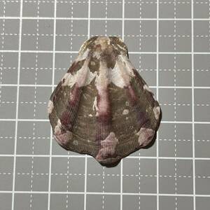 《 キンチャクガイ 》 貝殻　貝　シェル　イタヤガイ科　貝殻標本　標本　二枚貝　研究　コレクション　自然　工作　パーツ