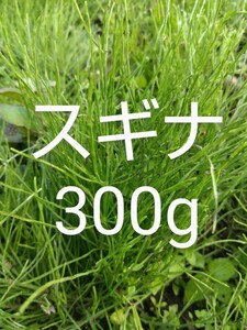 スギナ 300g 新鮮 農薬不使用