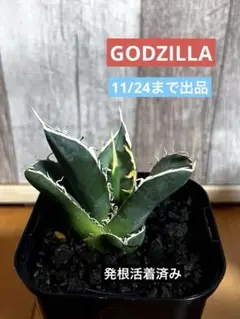 11/24まで出品 アガベ チタノタ GODZILLA ゴジラ 発根活着済み