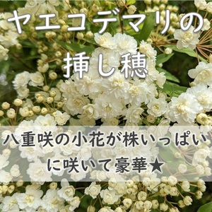 送料無料◆八重咲きコデマリ 挿し木用の挿し穂 10本 カット苗 ヤエコデマリ 園芸 ガーデニング ホワイトガーデン 小手毬