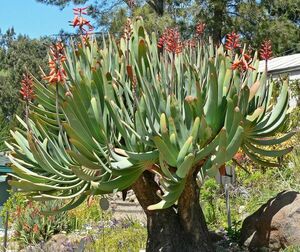 Aloe plicatillis アロエ プリカティリス 種子 100粒