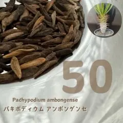 Pachypodium ambongense パキポディウム アンボンゲンセ