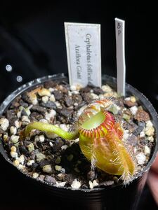 [cephMania] BP Cephalotus follicularis Giant Araflora セファロタス ジャイアント アラフローラ 2号深 食虫植物