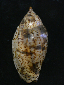 貝の標本 Harpulina lapponicus 83mm.w/o.