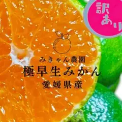 訳ありセール✨愛媛県西宇和産　極早生みかん　小粒10キロ箱込み