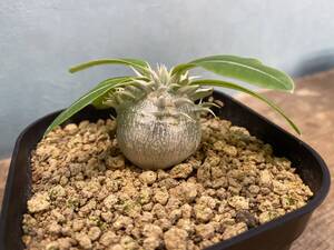 1.パキポディウム エニグマチカム Pachypodium enigmaticum 即日発送！