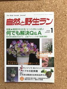 自然と野生ラン 2002年1月号　雪割草 長生蘭 ダイモンジソウ ツワブキ ※ 園芸JAPAN