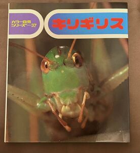 キリギリス カラー自然シリーズ３７ 文 長谷川洋 ・ 写真 久保秀一　偕成社 1981年初版第1刷発行 