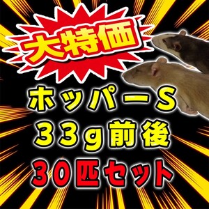 冷凍ラット(国産) 33g前後 ホッパー 30匹セット