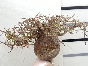 9447 「塊根植物」マダガスカル特急便 オペルクリカリア　パキプス【鮮度保証・到着3日以内の返品OK・根切確認済・O.pachypus】