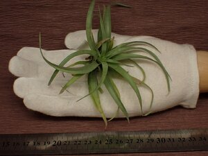 Tillandsia capitata v.guzmanioides チランジア・カピタータ グズマニオイデス 041■エアプランツPF