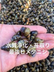 メダカ屋の大粒ヒメタニシ　水質浄化