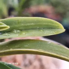 富貴蘭　無双丸縞子付き