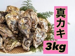 【産地直送】生牡蠣 カキ かき 貝 かい 新物 殻付き 真牡蠣 3キロ 産地直送 バーベキュー BBQ 加熱用