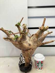 9148 「塊根植物」コミフォラ サクシコラ 抜き苗【11/22最新到着・コンミフォラ・Commiphora saxicola・多肉植物・葉落ちします】