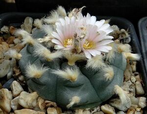 ロフォフォラ 烏羽玉 Lophophora williamsii 新鮮な種子 15粒 メキシコ原産 送料込　メキシコ原産 小型 美花 実生用 10/15採取