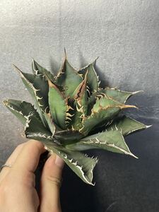 多肉植物　【特選】　アガベ　agave titanota チタノタ『海王』　2