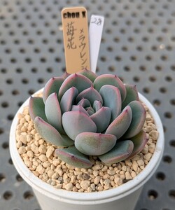 28.苺花×ラウレンシス 実生苗 エケベリア 国産 多肉 Echeveria