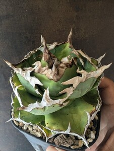 【AGAVE TITANOTA　甲部チタノタ】甲部白鯨　アガベ　チタノタ　子株