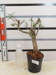 6075 「塊根植物I」ブルセラ　ミクロフィラ　植え【特選株・発根未確認・Bursera microphylla】