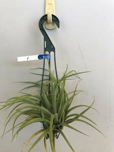 Tillandsia usneoides エアプランツ チランジア チランドシア 　送料込！　30センチ前後　①