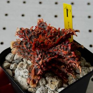 タグ付き　TCT アロエ 多肉植物 Aloe hybrid 154