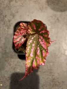 Begonia negrosensis ベゴニア　ネグロセンシス　特選色強◆自家増殖株