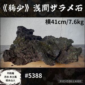 【信濃美術石博物館】 水石 盆栽 《稀少》浅間ザラメ石 横41×高19×奥行26(cm)7.6kg 溶岩骨董盆石鑑賞石観賞石庭石付け石苔山野草5388