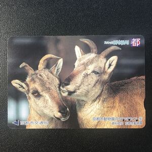 京都市交通局/2002年度発売開始柄ー「京都市動物園のなかまたち⑤カモシカ」ー都カード(使用済/スルッとKANSAI)