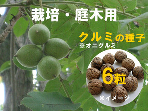 栽培・庭木用 オニグルミ くるみ 種子 6粒 北海道産 庭木 苗 記念植樹 木の実 A