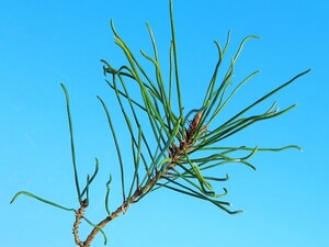 雲竜(ねじれ)葉枝.一葉(一本葉)性　赤松　・珍品・花木・山野草・小品盆栽