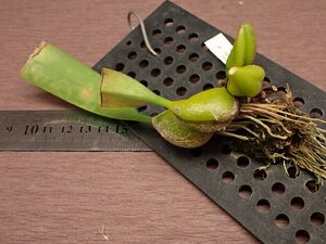 Bulbophyllum lilacinum バルボフィラム・リラシナム 715●ラン苗