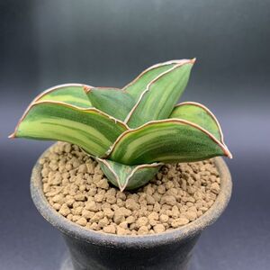 01【大人気】多肉植物 サンスベリア サムライ ドワーフ 斑入 Sansevieria Samurai Dwarf Variegated 鮮明黄斑 選抜極上株 美苗